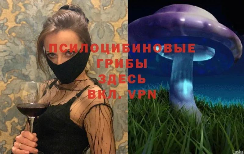 МЕГА tor  купить   Асино  Галлюциногенные грибы Psilocybe 